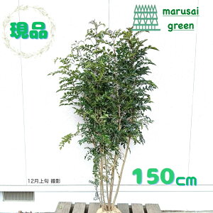 iyΎ:V}glR   1.5mzΒ Ύ V{c[  A  A A ̔ A ϊ a m _  O x_ ډB K[fj