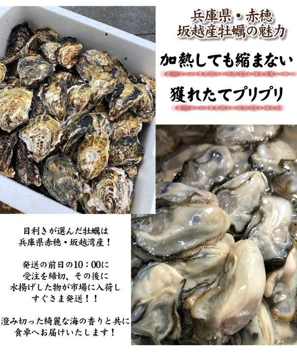 最安値挑戦 円盤パック6個 美味しい魚ドットネット送料無料 兵庫県坂越
