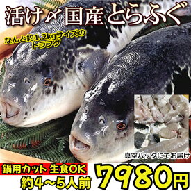 ＊新物入荷【送料無料】【カット済】出荷日にさばきます【イケスからさばいて出荷の超鮮度】活〆とらふぐ丸ごと1尾身欠きを丁寧にカット（原魚1尾約1.2kgサイズ）身欠き後約700g前後ふぐ鍋約3-4人前【北海道・沖縄は別途送1000円】いけすの在庫状況で延着の可能性あります