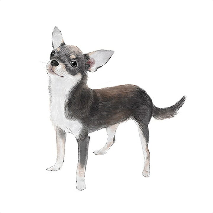 楽天市場 チワワ ドッグフード お試し 体験セット ドッグフード ドックフード ペットフード 国産 プレミアム ドライフード パピー 成犬 シニア 犬種別 トイプードル チワワ ミニチュアダックス ミックス犬 国産原材料 マルセイ マルセイ食品 楽天市場店 楽天市場 チワワ ドッグフード お試し 体験セット ドッグフード ドックフード ペットフード 国産 プレミアム ドライフード パピー 成犬 シニア 犬種別 トイプードル チワワ ミニチュアダックス ミックス犬 国産原材料 マルセイ マルセイ食品 楽天市場店