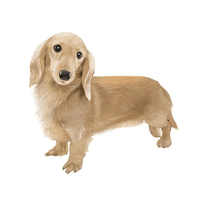 楽天市場 ミニチュアダックス ドッグフード お試し 体験セット ドッグフード ドックフード ペットフード 国産 プレミアム ドライフード パピー 成犬 シニア 犬種別 トイプードル チワワ ミニチュアダックス ミックス犬 国産原材料 マルセイ マルセイ食品 楽天市場店