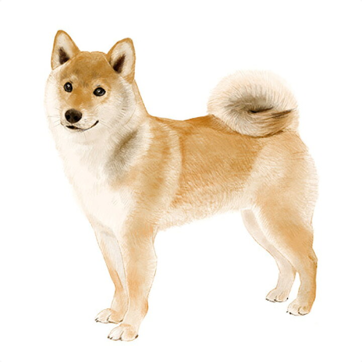 楽天市場 ｍｉｘ犬 ドッグフード お試し 体験セット ドッグフード ドックフード ペットフード 国産 プレミアム ドライフード パピー 成犬 シニア 犬種別 トイプードル チワワ ミニチュアダックス ミックス犬 国産原材料 マルセイ マルセイ食品 楽天市場店