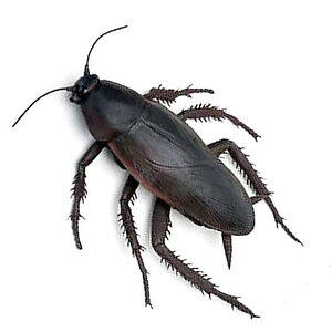 おもちゃ おもちゃ ゴキブリ おもちゃの人気商品 通販 価格比較 価格 Com おもちゃ おもちゃ ゴキブリ おもちゃの人気商品 通販 価格比較 価格 Com