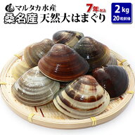 【送料無料】三重県桑名産　天然大はまぐり 7年もの以上蛤(ハマグリ)6cm以上2kg（20粒前後）入♯貝 はま…