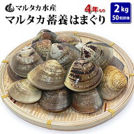【送料無料】蓄養はまぐり　4年もの5cm〜6cmサイズ蛤(ハマグリ)2kg（50粒前後）入♯貝 はまぐり ハマグリ…