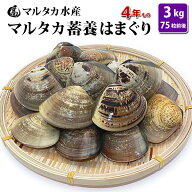 【送料無料】蓄養はまぐり　4年もの5cm〜6cmサイズ蛤(ハマグリ)3kg（75粒前後）入♯貝 はまぐり ハマグリ…