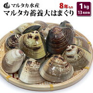 【送料無料】蓄養大はまぐり　8年もの6cm〜8cmサイズ蛤(ハマグリ)1kg（13粒前後）入♯貝 はまぐり ハマグ…