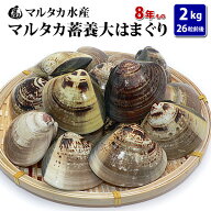 【送料無料】蓄養大はまぐり　8年もの6cm〜8cmサイズ蛤(ハマグリ)2kg（26粒前後）入♯はまぐり ハマグリ …