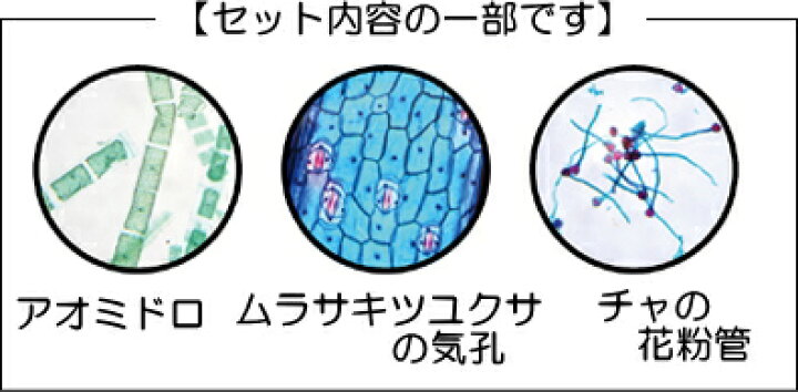 楽天市場 中学校用プレパラートセット 種セット 送料無料 夏休み 自由研究 理科 生物 顕微鏡 中学生 学校教材ネットショップ