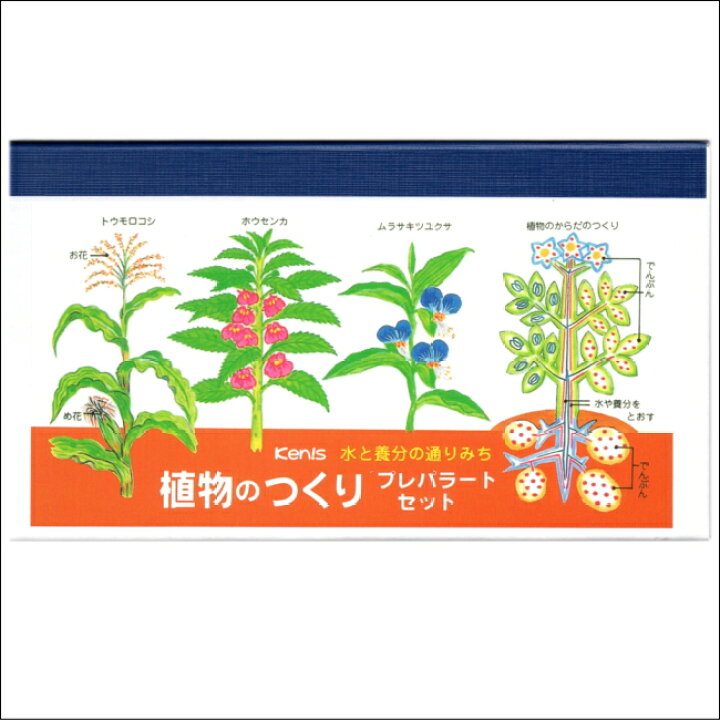 超安い プレパラランド3種類セット 花粉 植物 微生物夏休み 冬休み 自由研究 小学生 中学生 顕微鏡 観察 Turbonetce Com Br