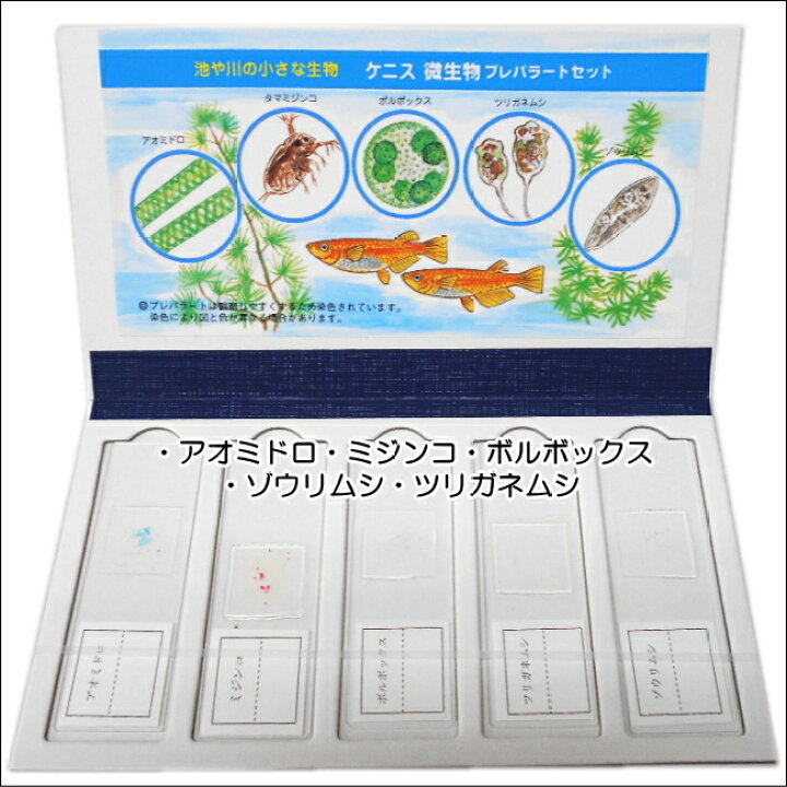 楽天市場】プレパラランド3種類セット 花粉・植物・微生物夏休み 