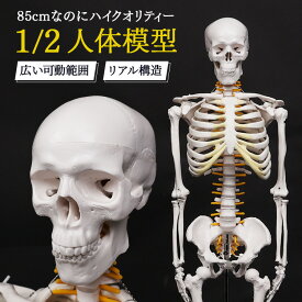 再現度の高いハイクオリティモデル 人体模型 骸骨 デッサン ミニ 1/2モデル 約85cm リアル構造 展示スタンド付き 骨格模型 骨 可動 リアル 医学 理学 骨格標本 組立簡単 資料用 関節 説明用 ディスプレイ 整体 整骨 解剖学 骨格モデル