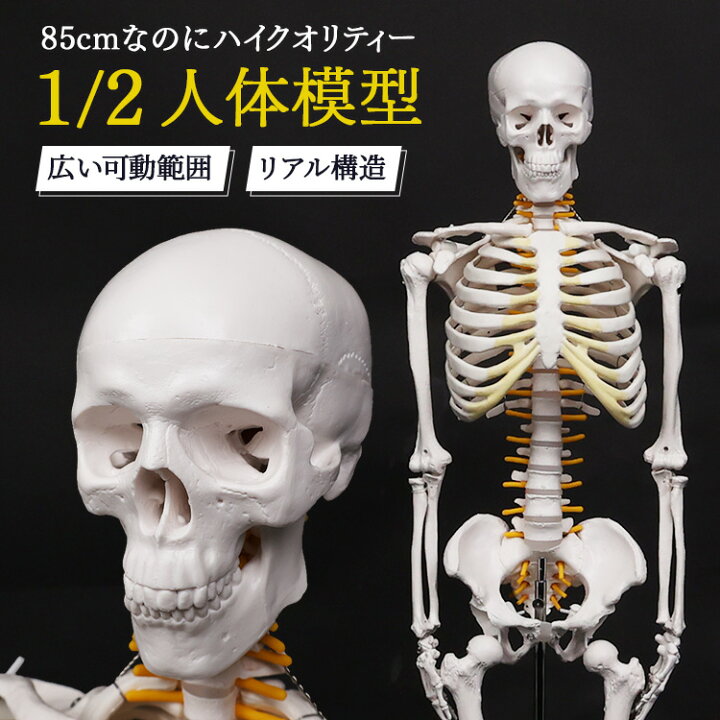 楽天市場】【20%OFF☆先着クーポン】再現度の高いハイクオリティモデル 
