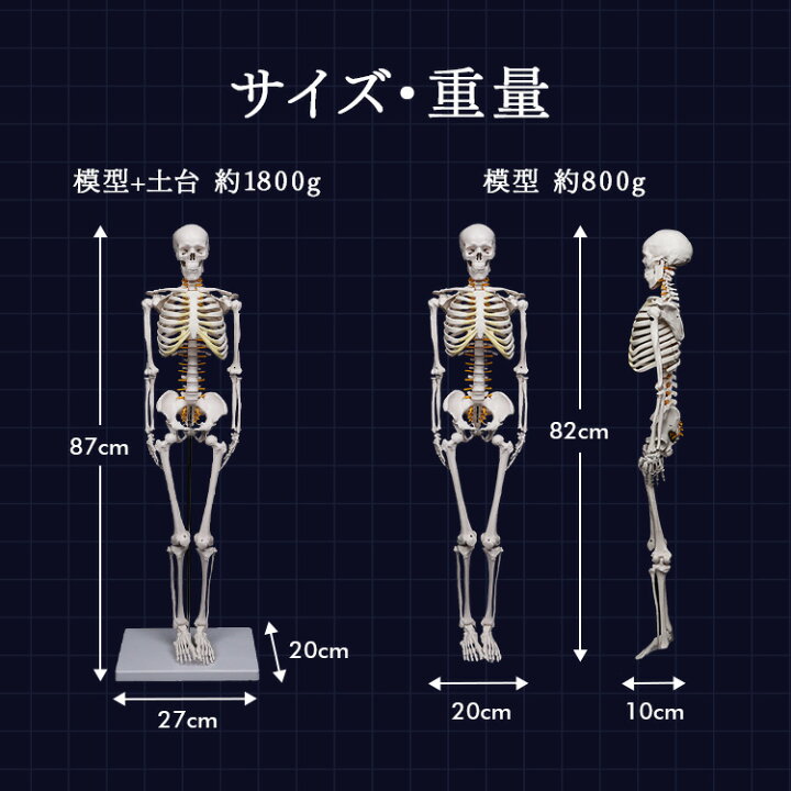 楽天市場】再現度の高いハイクオリティモデル 人体模型 骸骨 デッサン