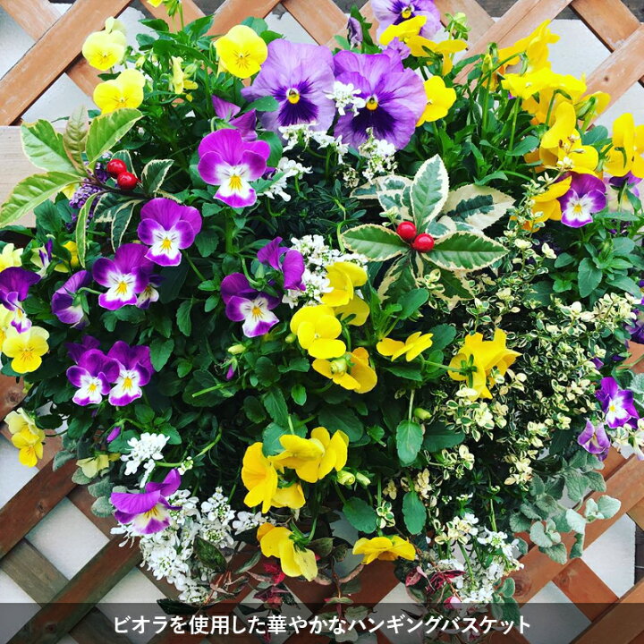 楽天市場 送料無料 花の定期便 季節のおまかせ 寄せ植え ハンギングバスケット 年4回 定期便 花 生花 ギフト プレゼント ガーデニング お祝い お礼 鉢植え 花鉢 季節 人気 定期便 春夏秋冬 旬 フラワーギフトのマスダグリーン