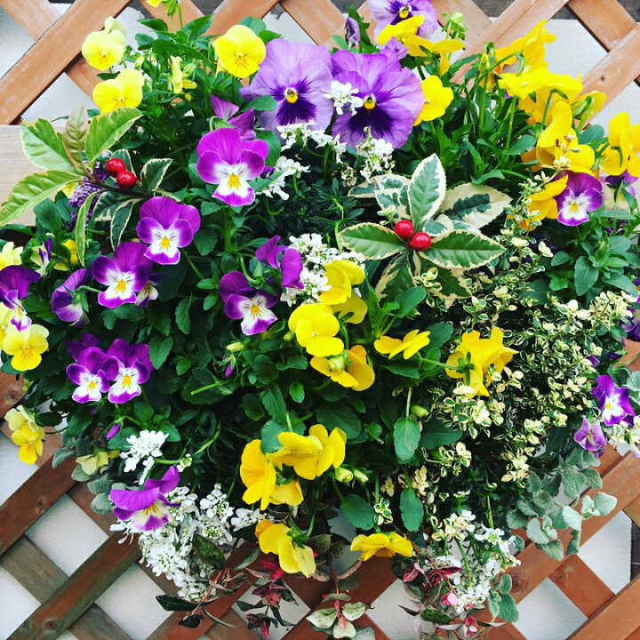 楽天市場 送料無料 季節のおまかせ 寄せ植え ハンギングバスケット フラワーギフト 旬 四季 壁掛け 誕生日 開店祝い 新築祝い 花飾り ギフト プレゼント 父の日 記念日 お祝い 引越し祝い お礼 メッセージカード フラワーギフトのマスダグリーン