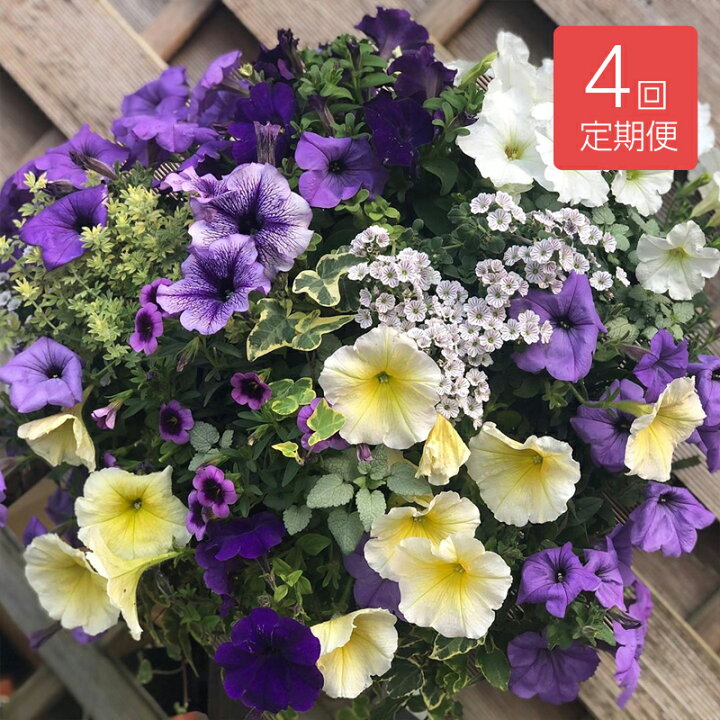 楽天市場 送料無料 花の定期便 季節のおまかせ 寄せ植え ハンギングバスケット 年4回 定期便 花 生花 ギフト プレゼント ガーデニング お祝い お礼 鉢植え 花鉢 季節 人気 定期便 春夏秋冬 旬 フラワーギフトのマスダグリーン