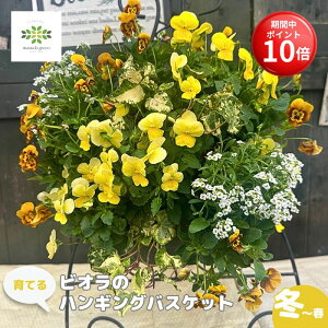 y}\ |Cg10{z Ă pW[ rI nMOoXPbg 񂹐A ܂J[    t[ v A K[fjO S  ~ 