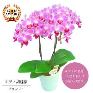 鉢植え 花 室内 生花の人気商品 通販 価格比較 価格 Com