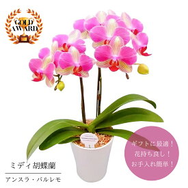 楽天市場 鉢植え 花 長持ちの通販 楽天市場 鉢植え 花 長持ちの通販