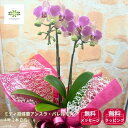 ミディ胡蝶蘭 鉢植え《 アンスラ・パレルモ 》4号 2本立 送料無料 プレゼント ギフト フラワーギフト 贈り物 自宅用 敬老 お祝い お礼 贈答用 挨拶 誕生日 記念日 コチョウラン 洋ラン 蘭 お供え