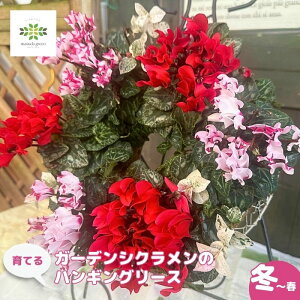 育てる ガーデンシクラメンのハンギングリース 寄せ植え おまかせカラー 送料無料 お花 おまかせ アソート プロ 寄植え ガーデニング 初心者 かわいい 飾り セット 苗 冬 玄関 屋外 フラワー