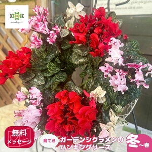 Ă K[fVÑnMO[X 񂹐A ܂J[   ܂ A\[g v A K[fjO S 킢  Zbg c ~  O t[