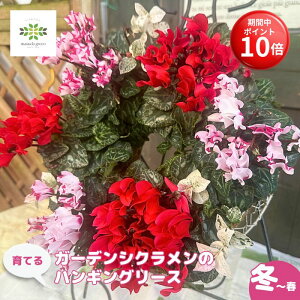 y}\ |Cg10{z Ă K[fVÑnMO[X 񂹐A ܂J[   ܂ A\[g v A K[fjO S 킢