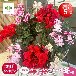 yBLACK FRIDAY |Cg5{z Ă K[fVÑnMO[X 񂹐A ܂J[   ܂ A\[g v A K[fjO S 킢  