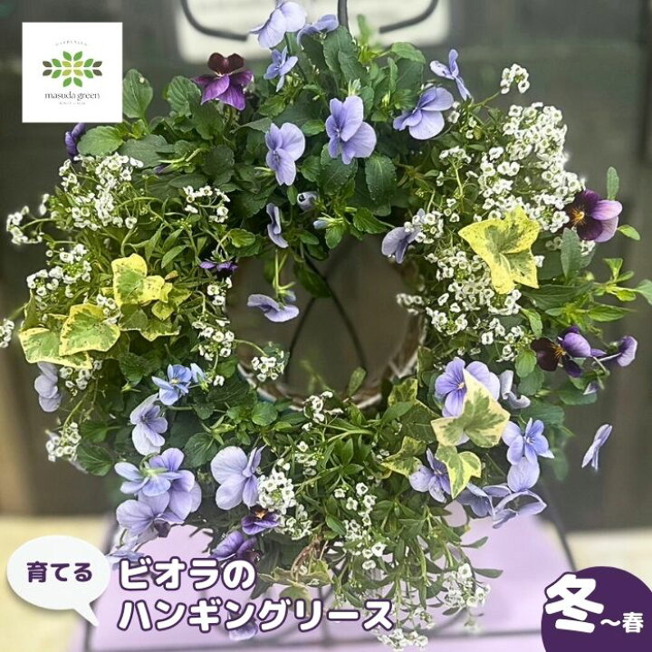楽天市場】育てる パンジー ビオラのハンギングリース 寄せ植え ブルー 