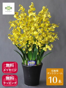 G} A[gt[s IVWE 10{ tF CG[   IW[ v[g Mtg 蕨 p t[Mtg CeA C hV a LO a