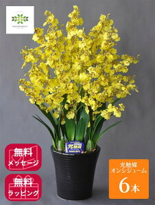 ���G�} �A�[�g�t�����[ �s �I���V�W�E�� 6�{�� �t ���F ��C������ ���� �������� �M�t�g �v���[���g �h�V �a���� �L�O�� ���j�� ���z���j�� �J�X�j�� �V�z�j�� ���� ���b�Z�[�W�J�[�h ����