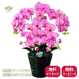 G} A[gt[s Ӓ MTCY 5{ tsN   v[g Mtg t[Mtg 蕨 p hV j   A a LO R`E 