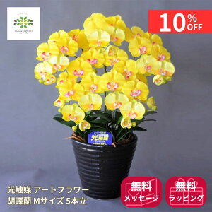 y10%OFF{N[| yVX[p[SALE12/4~12/11z G} A[gt[s Ӓ MTCY 5{ tF CG[   C v[g Mtg t[Mtg 蕨 hV p 