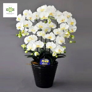 G} A[gt[ s Ӓ MTCY 5{ t zCg   v[g Mtg t[Mtg 蕨 p hV j   A a LO R`E 