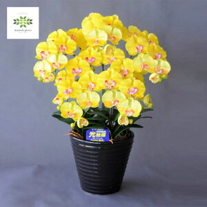 光触媒 アートフラワー《 胡蝶蘭 Mサイズ 5本立 》黄色 イエロー 送料無料 造花 空気洗浄 プレゼント ギフト フラワーギフト 贈り物 敬老 自宅用 お祝い お礼 贈答 挨拶 誕生日 記念日 コチョ
