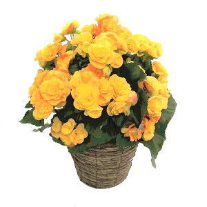 送料無料 鉢 ベゴニア 生花の人気商品 通販 価格比較 価格 Com