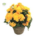 ベゴニア 鉢植え バラ咲き イエロー 5号 黄色 送料無料 ギフト プレゼント 贈答用 自宅用 誕生日 記念日 お祝い 引越し祝い 開店祝い 新築祝い お礼 挨拶 ホワイトデー 卒業式 入学式 送別会