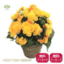 ベゴニア 鉢植え バラ咲き イエロー 5号 黄色 送料無料 ギフト プレゼント 贈答用 自宅用 誕生日 記念日 お祝い 引越し祝い 開店祝い 新築祝い お礼 挨拶 ホワイトデー 卒業式 入学式 送別会