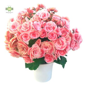 [KXxSjA A s {AX t 5 JS d炫 o炫 sN  Mtg v[g t[Mtg p   a LO j zj JXj  