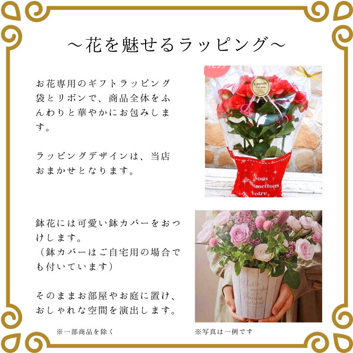 楽天市場 母の日 早割 100円offクーポン ニオイバンマツリ アメリカジャスミン 鉢植え タワー仕立て 5号 母の日ギフト プレゼント ギフト 人気 おすすめ ジャスミン 贈り物 花 生花 珍しい 希少 鉢花 誕生日 お礼 お祝い 父の日 結婚祝い 22 送料無料 フラワー