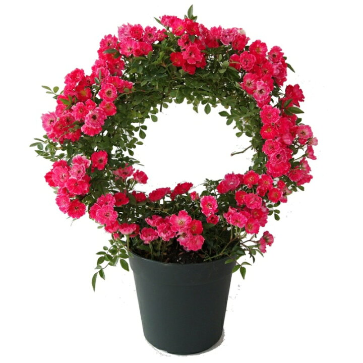 楽天市場 母の日 早割 100円offクーポン つるバラ 鉢植え リング仕立て 須磨５号 薔薇 バラ 母の日ギフト プレゼント ギフト 人気 贈り物 花 生花 鉢植え 鉢花 誕生日 お礼 お祝い 父の日 結婚祝い 22 送料無料 フラワーギフトのマスダグリーン