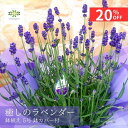 【20%OFF＋クーポン 楽天スーパーSALE 3/4~3/11】 2026 母の日 イングリッシュ ラベンダー 鉢植え 5号 カバー付 送料無料 紫 母の日 プレゼント ギフト 人気 贈り物 花 癒し 生花 鉢 ドライフラワー リラックス 誕生日 お礼 お祝い 開店祝い 結婚祝い