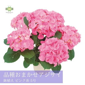 父の日 アジサイ 鉢植え ピンク系 品種おまかせ 5号 送料無料 あじさい 紫陽花 ギフト 父の日ギフト プレゼント 人気 花 生花 誕生日 お礼 お祝い