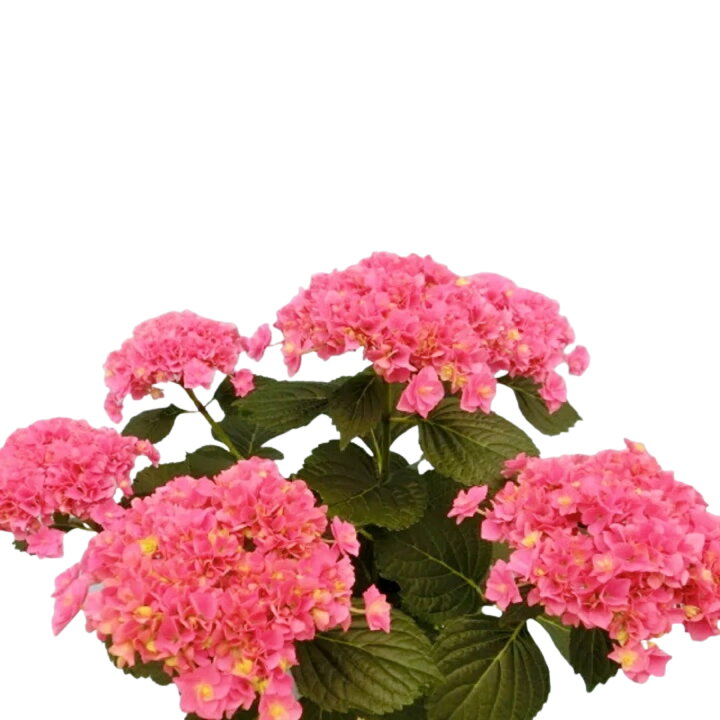 楽天市場 22年 5月出荷 母の日に アジサイ 鉢植え もこもこたん ピンク 5号 新品種 あじさい 紫陽花 母の日 プレゼント ギフト 贈り物 鉢花 ガーデニング 誕生日 お礼 花 生花 人気 フラワーギフト 可愛い 送料無料 フラワーギフトのマスダグリーン 楽天市場 22年 5月出荷 母の日に アジサイ 鉢植え もこもこたん ピンク 5号 新品種 あじさい 紫陽花 母の日 プレゼント ギフト 贈り物 鉢花 ガーデニング 誕生日 お礼 花 生花 人気 フラワーギフト 可愛い 送料無料 フラワーギフトのマスダグリーン