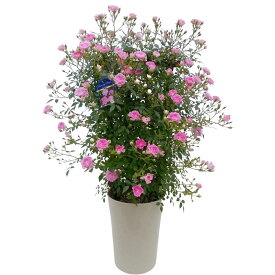 楽天市場 薔薇 舞姫の通販