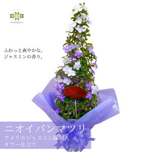 2026 ̓ jICo}c AJWX~ A ^[d 6  WX~ Mtg v[g u₩ȍI lC 蕨      a  j