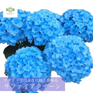 2026 ̓ AWTC A Vi Tt@CANC[ 5  u[  Tt@CANB[  z Mtg v[g Mtg lC 蕨     a 