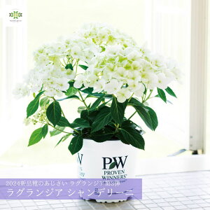 2026 ̓ AWTC A OWA Vf[j 5  z  Vi 3e ܂炫  Mtg v[g p