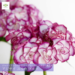 2026 ̓ AWTC A J u[ 5  z  YULIKA 肩 ̓ ̓Mtg Mtg xXgt[